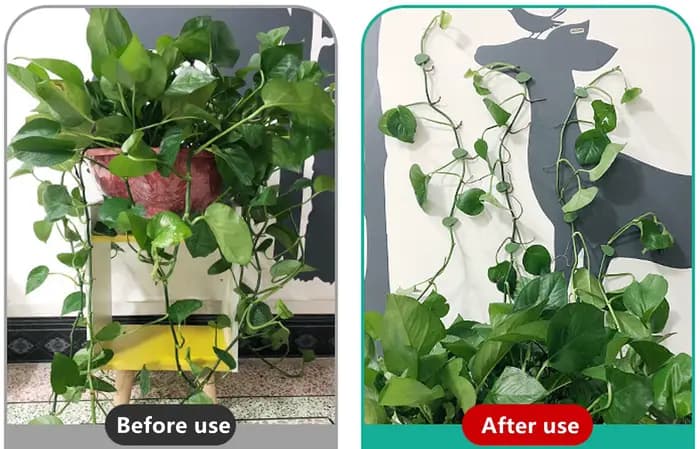 Fixation Auto-Adhésive Invisible pour Plantes Grimpantes, Support de Traction à réinitialisation, Ro