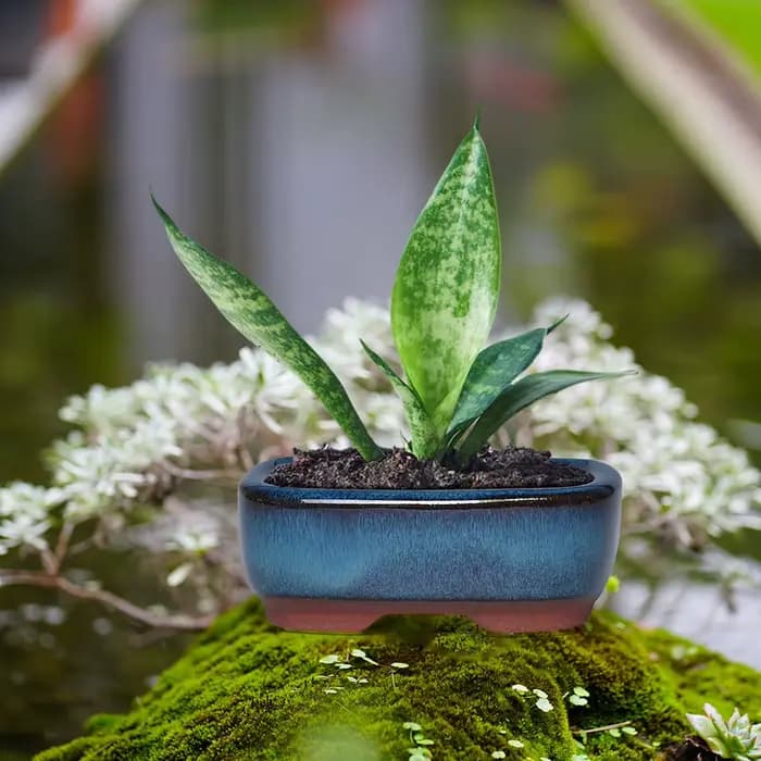 Pots de fleurs en céramique avec trou de vidange avec évent, faciles à utiliser pour les plantes d'i
