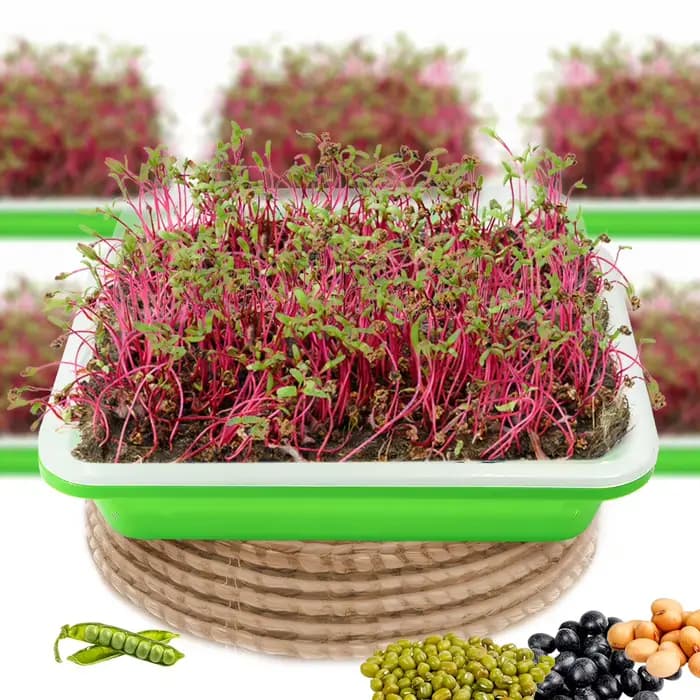 Boîte de Germination, plateaux de semis, Kit avec couvercle Transparent, démarreur de semis pour pép