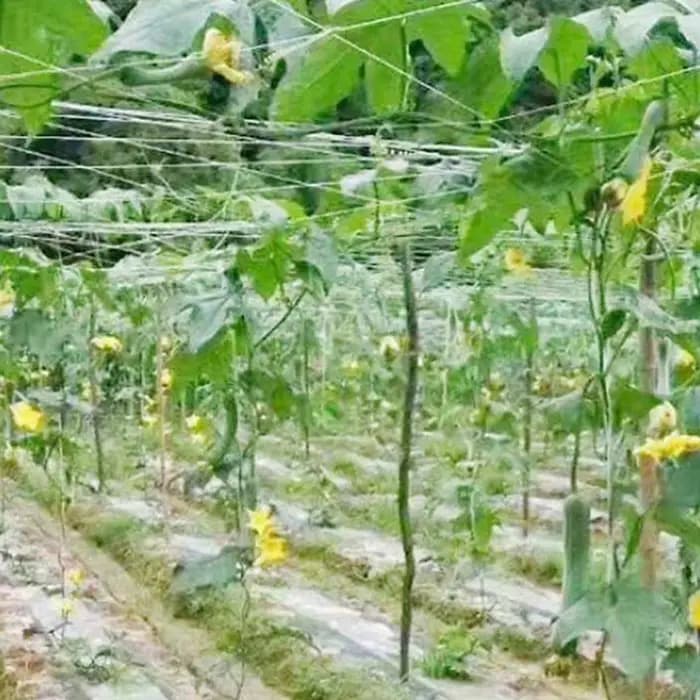 Filet en treillis pour plantes grimpantes, support de croissance pour fleurs et vigne, 2m x 100m