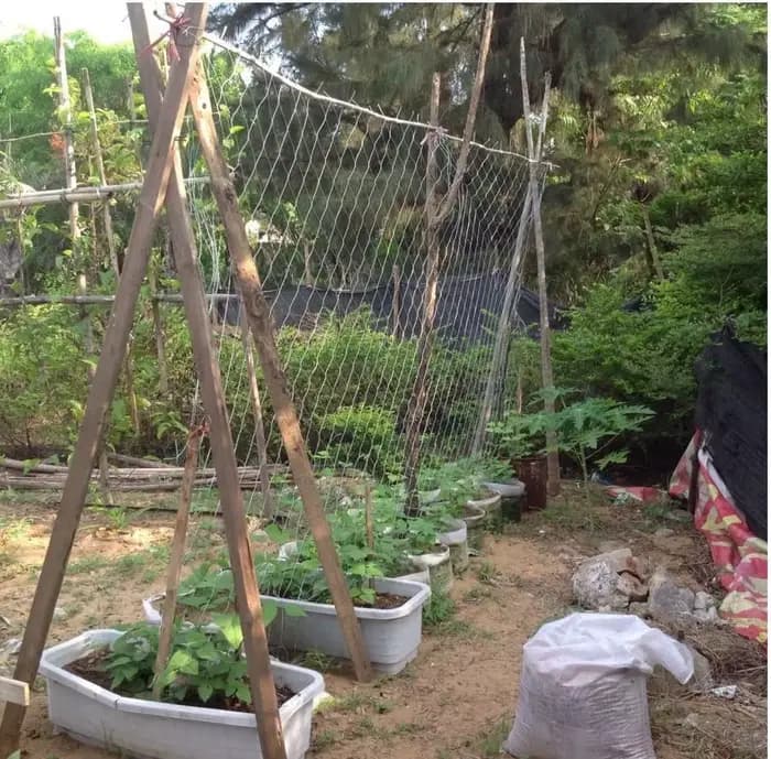 Filet en treillis pour plantes de jardin, support pour plantes, escalade de vigne, accessoires hydro