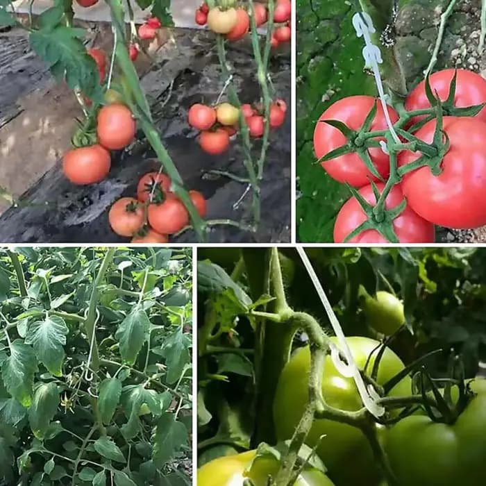 Support de plantes tomates, crochets en forme de J, plantes végétales réutilisables, treillis, vigne