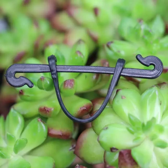 Clips fixes pour plantes de jardin, 100 pièces, boucles attachées, crochet d'arrimage pour Kiwi, rai