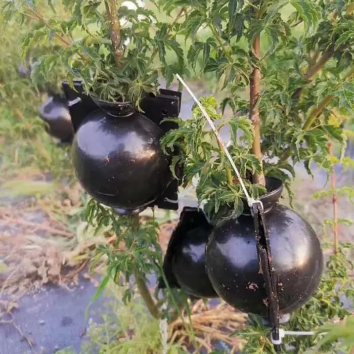 Plante Ro18th Ball Case pour arbre fruitier, boîte à racines, jardinières, greffe, élevage, outils d