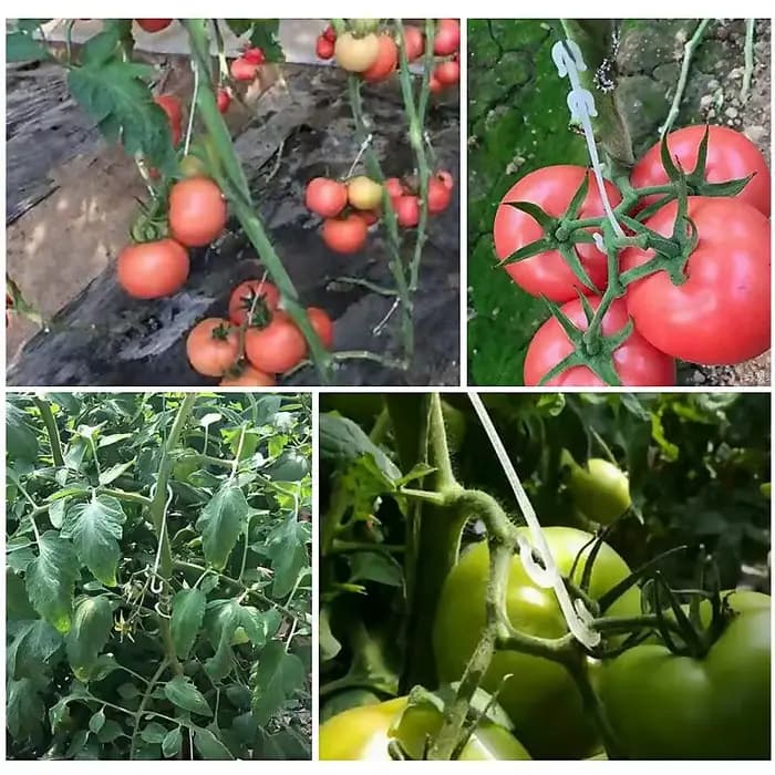 Crochets en forme de J réutilisables pour plantes végétales, support de tomate, treillis de fruits,