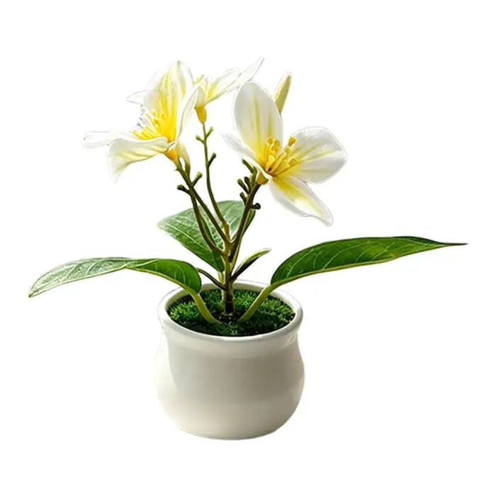 Plante d'orchidée compacte en pot pour usage intérieur et extérieur, pour la maison, le bureau, la d