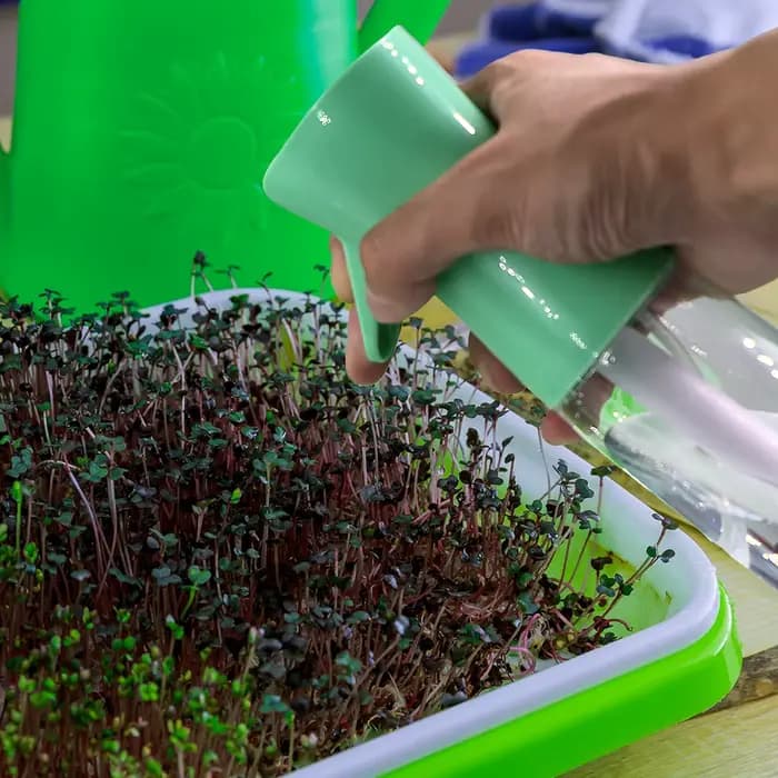 Boîte de Germination, plateaux de semis, Kit avec couvercle Transparent, démarreur de semis pour pép