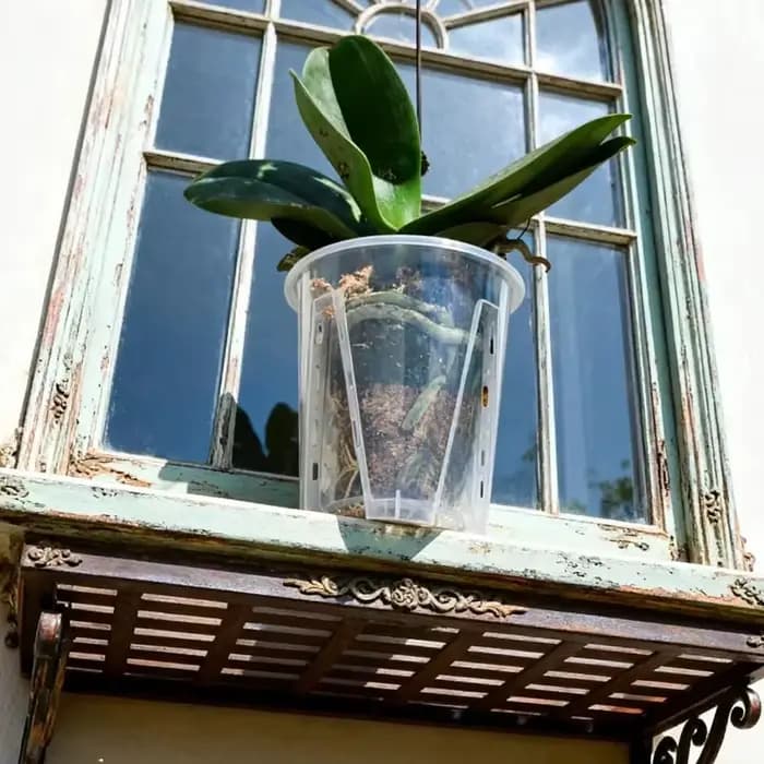 Pots à orchidées en plastique transparents avec trous de ventilation pour la plantation des Phalaeno