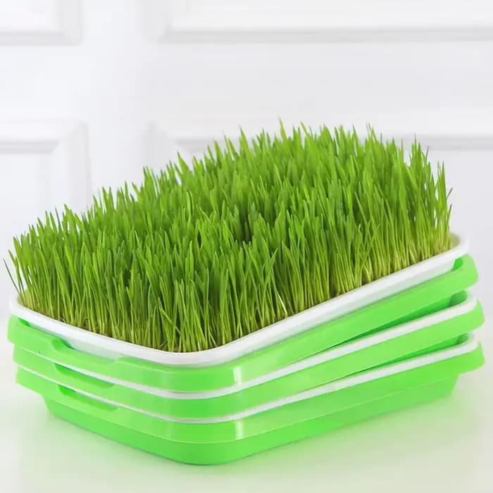Plateau de germination pour micro-légumes hydroponiques, plateaux de culture pour herbes de blé, bac