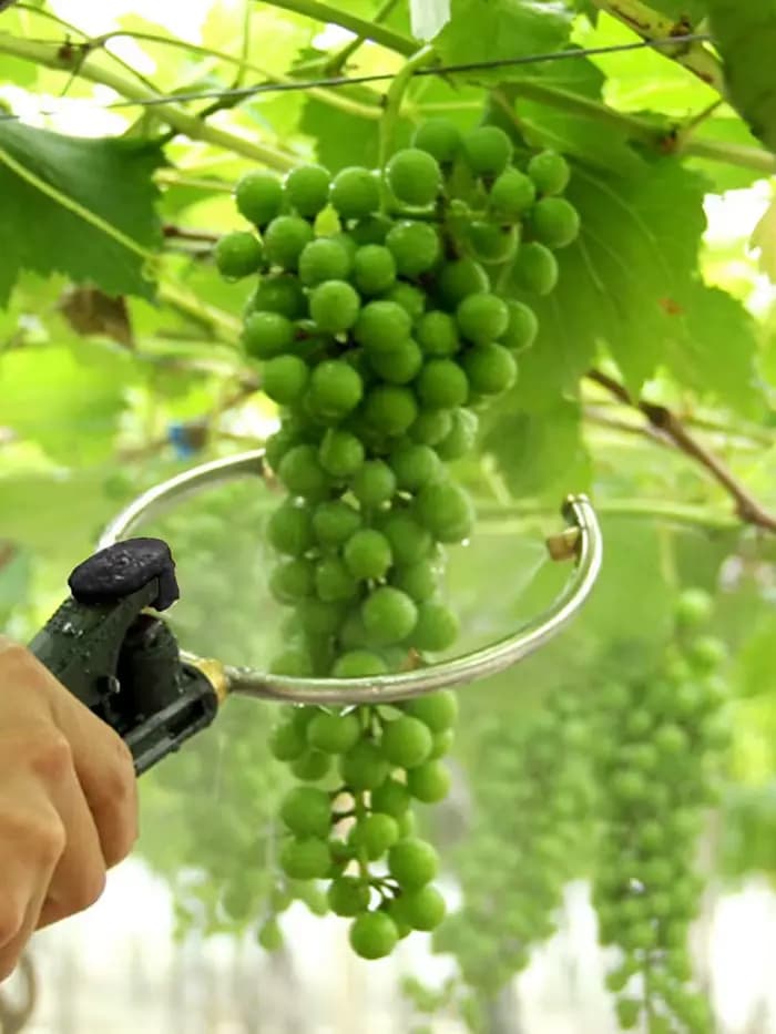Pulvérisateur à pointes de raisin à 2/4/6 têtes