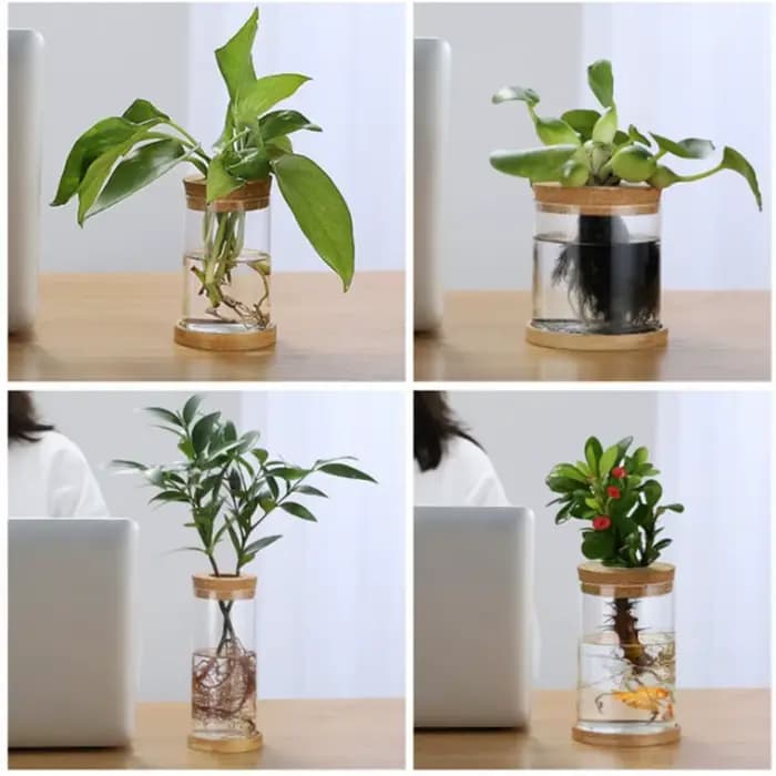 Pot de fleur hydroponique transparent pour la maison