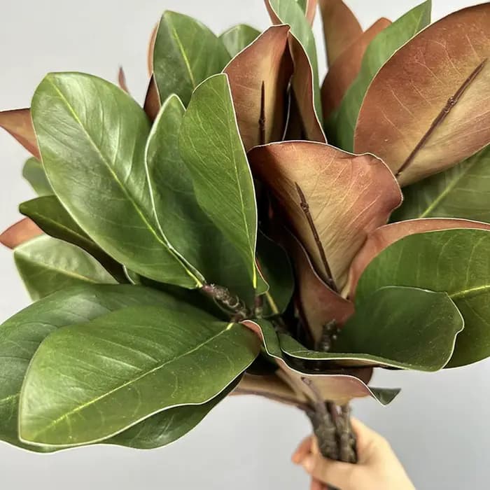 Feuilles de magnolia de style artistique de plante verte simulée