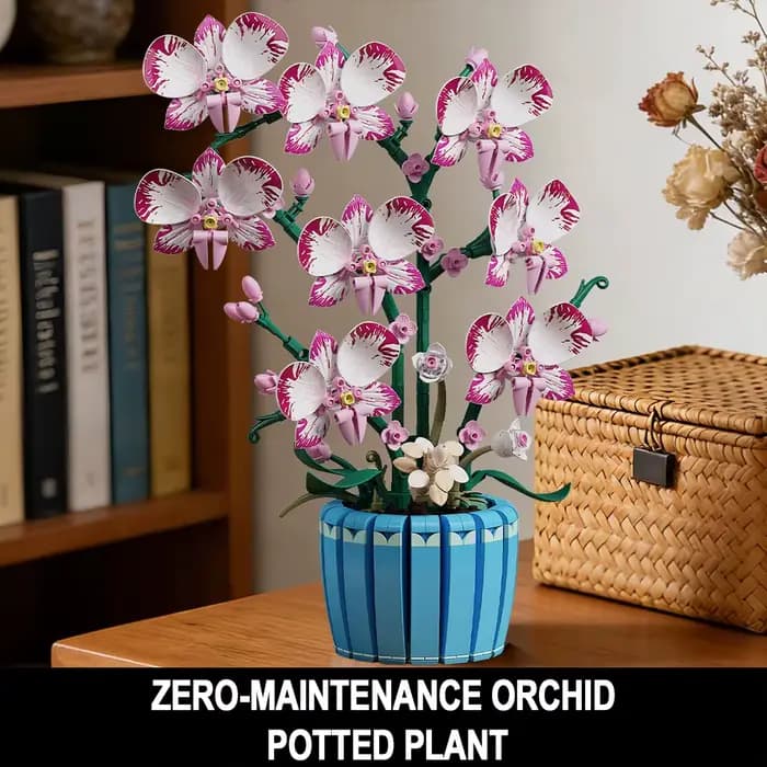 Pot d'orchidée, plante en pot