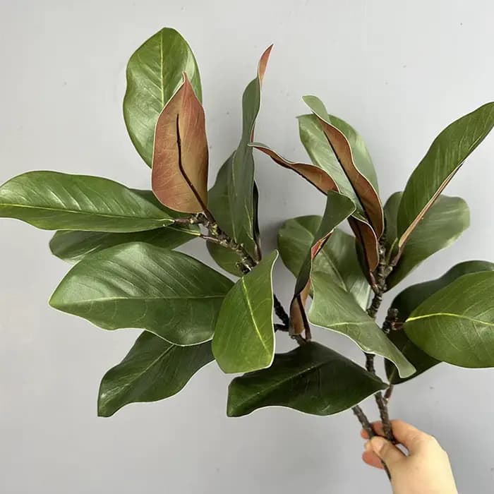 Feuilles de magnolia de style artistique de plante verte simulée