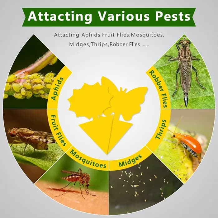 Pièges à insectes pour protéger les plantes, pièges à moustiques Double face, panneaux collants Non toxiques et sans odeur pour plantes de jardin et cuisine