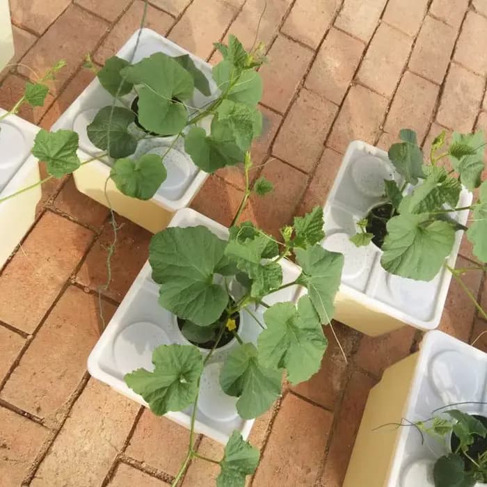 Système hydroponique sans sol pour balcon domestique