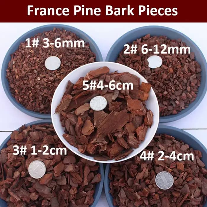 Dendrobe d'écorce de pin naturelle de France
