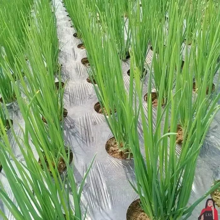 Paillis Perforé pour la Croissance de la Tomate Harvey