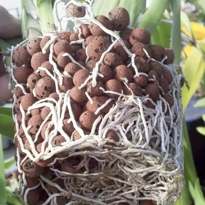 Des galets d'argile élargis hydroponiques de jardin – Granulés ovales en céramique organique pour pots