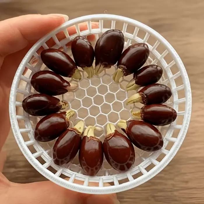 Plateau de germination hydroponique imprimé en 3D pour litchis et longanes, support de culture pour jardinage domestique