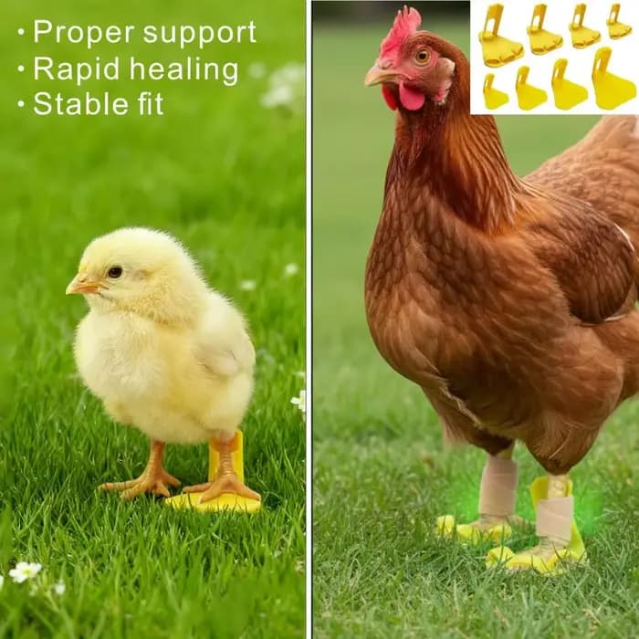 4 pièces Attelles professionnelles réglables et réutilisables pour pattes de poulet et de canard, légères et durables, séparateurs de pattes de volaille, usage vétérinaire