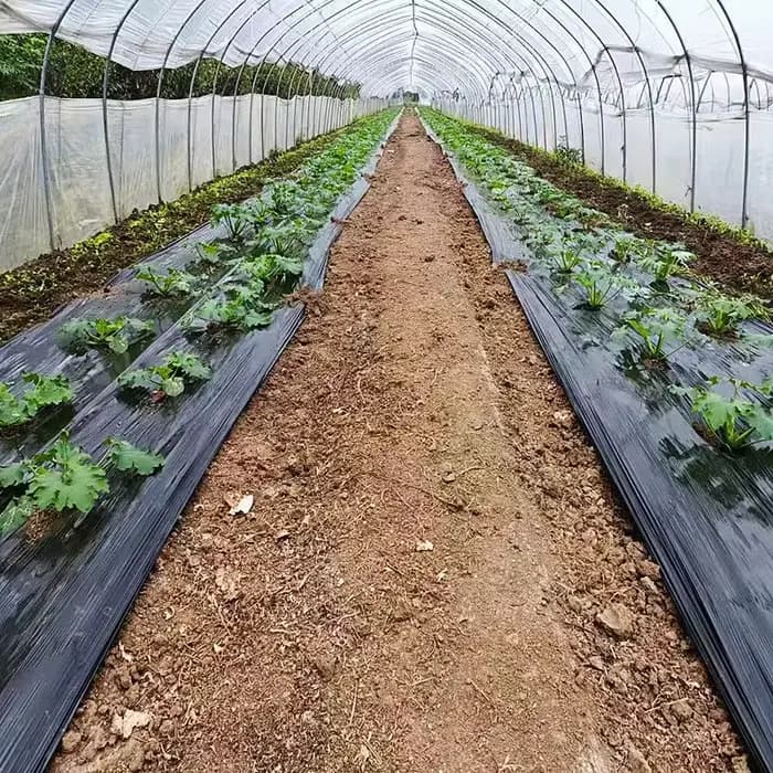 Film de jardin réfléchissant pour serre