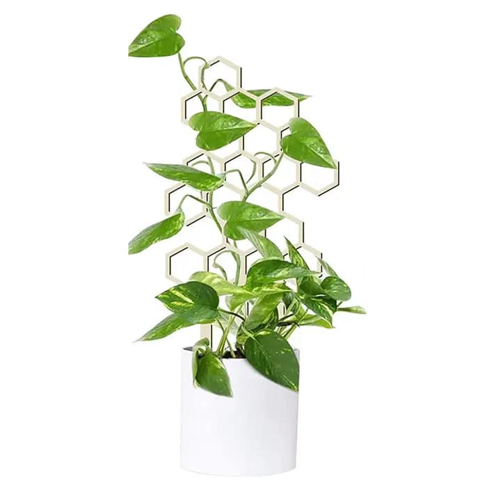Treillis en bois durable pour favoriser la croissance des plantes