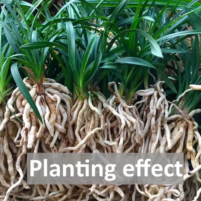Navigateur de plantation de support d'orchidée à dégagement lent
