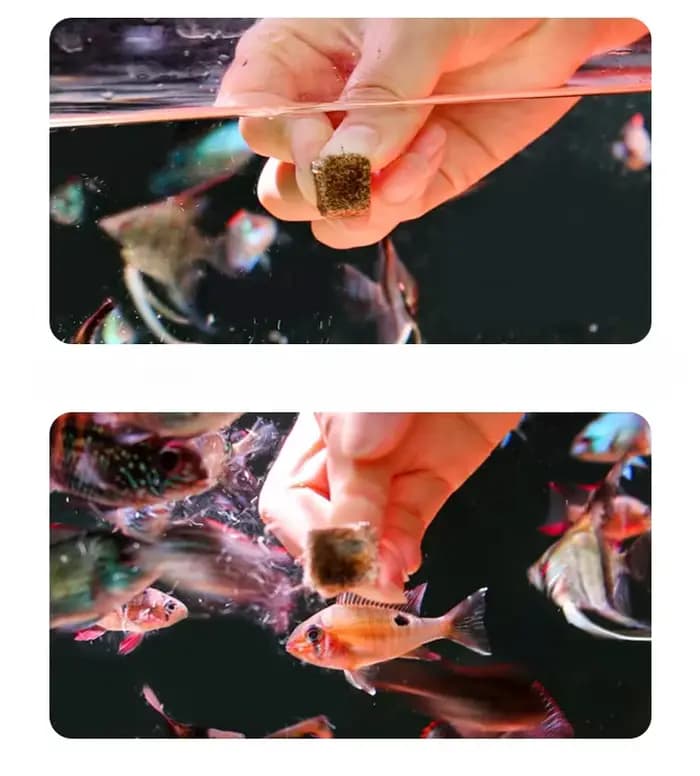 Bloc de pâte Nematode rouge lyophilisée