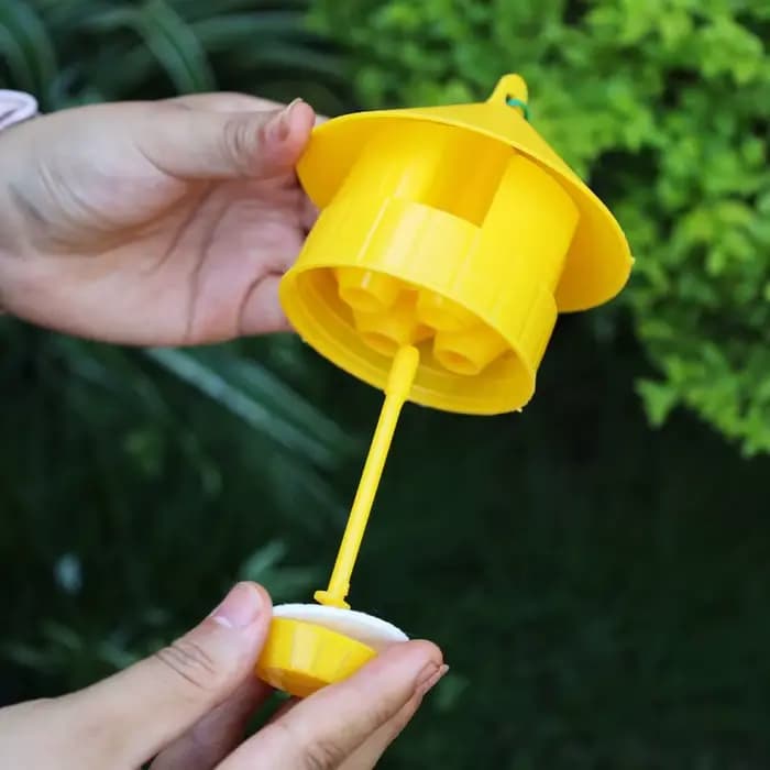 Piège à phéromones liquide pour mouches des fruits