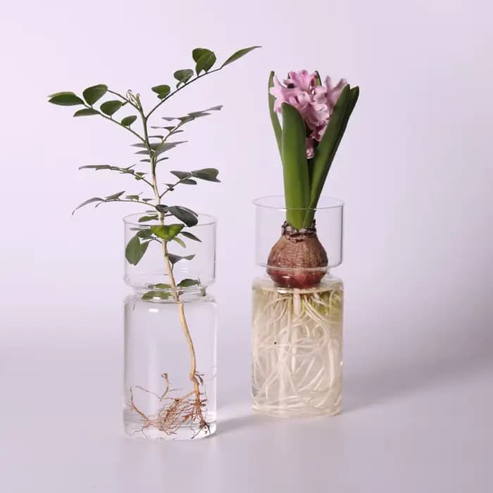 Vase en verre jacinthe transparent