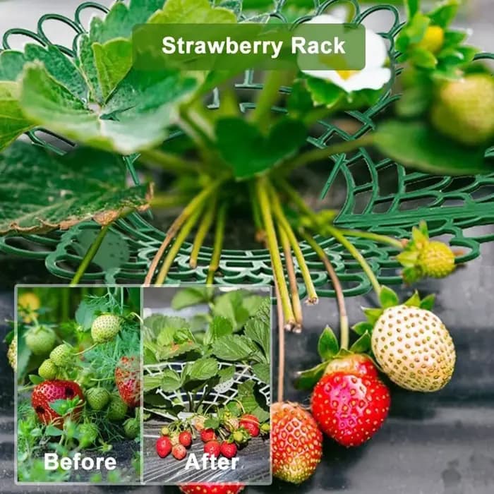 Supports de plantes de fraises à 3 pieds robustes
