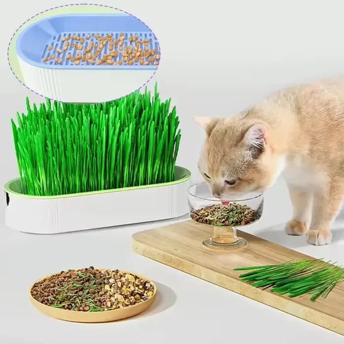 Pot de culture hydroponique sans terre pour herbe à chat