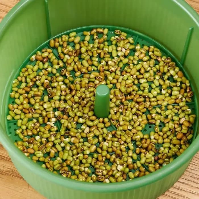 Pots de pépinière en plastique pour germes de haricots