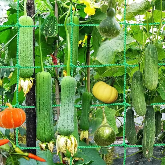 Filet de jardin renforcé pour la croissance des plantes grimpantes, idéal pour les concombres, les fleurs de gloire du matin et les plantes lianes.