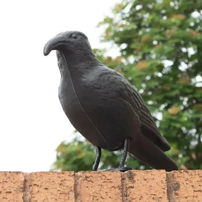 Pigeon épouvantail leurre corbeau antiparasitaire répulsif dissuasion