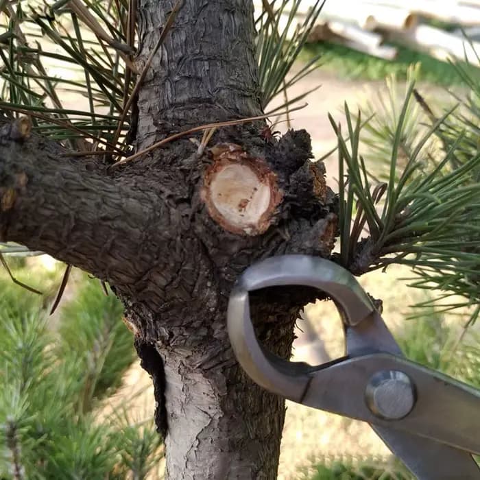 Outil d'élagage de bonsaï, coupe-racine en acier inoxydable de haute dureté, cisaille les Branches, coupe les Branches, pince de jardinage de fleurs