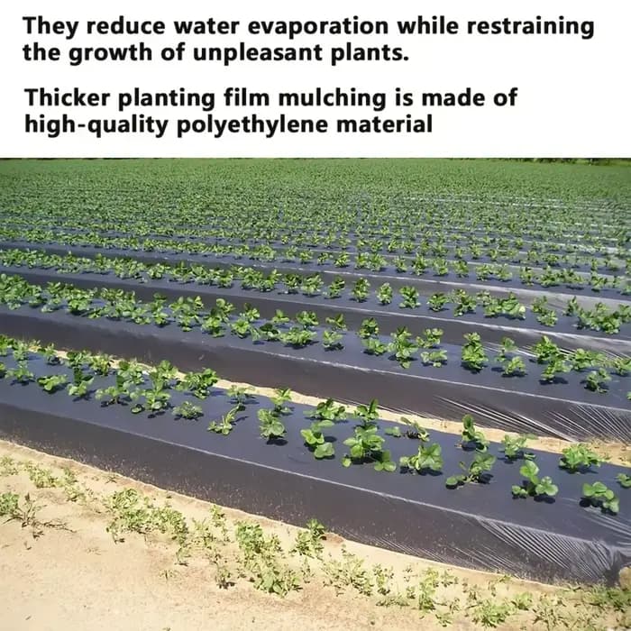 Cultivez vos légumes avec notre MulchFilm en plastique noir de haute qualité – Parfaite pour les serres et la protection des plantes!