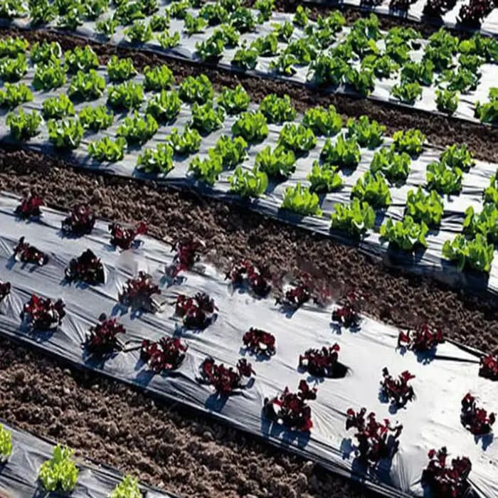 Paillis Perforé pour la Croissance de la Tomate Harvey
