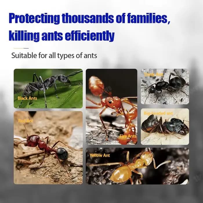 Gel d'appât pour tuer les fourmis