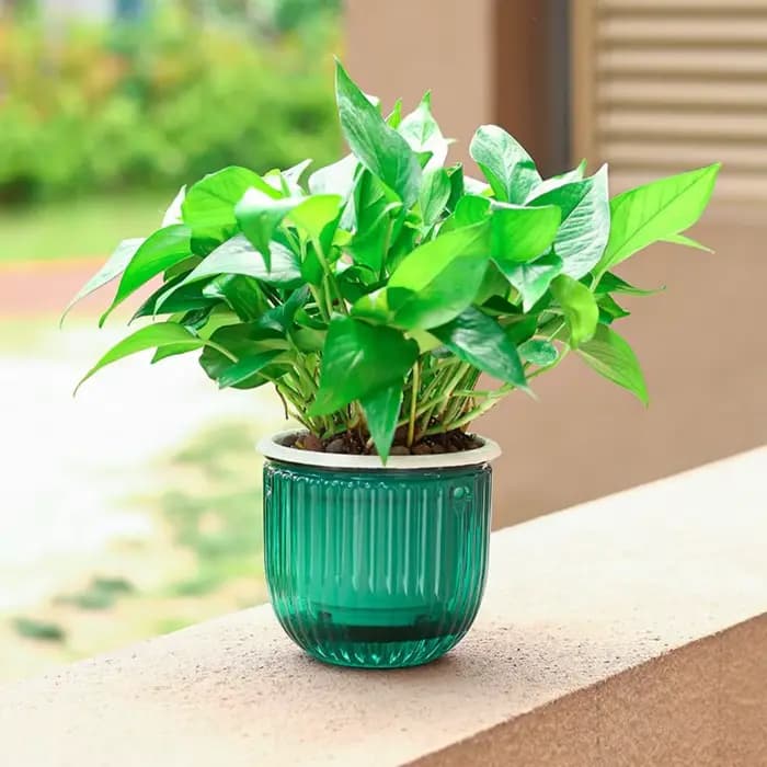Pot de fleurs auto-arrosant pour décoration de jardin avec trous de drainage