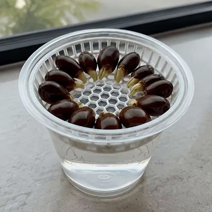 Plateau de germination hydroponique imprimé en 3D pour litchis et longanes, support de culture pour jardinage domestique