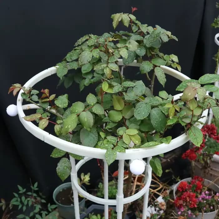 Treillis d'escalade de roses en forme de parapluie à cercle unique de jardinage