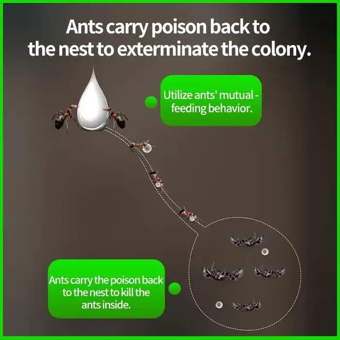 Appât liquide puissant pour fourmis d'intérieur