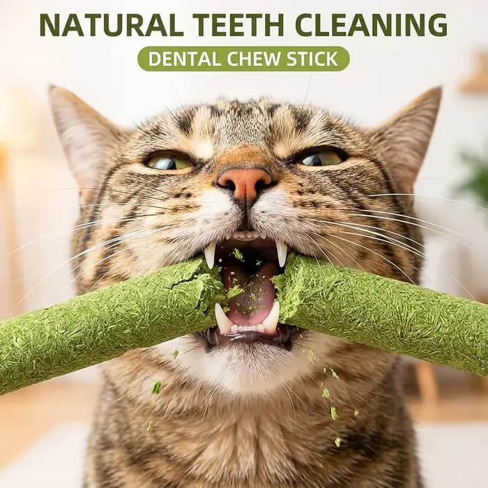 Lot de 60 bâtonnets de herbe naturelle pour chat, friandises pour l'élimination des boules de poils, jouets à mâcher au poulet et à la catnip pour le nettoyage des dents, friandises pour chatons