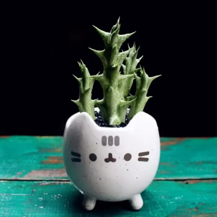Pot Succulent avec trou