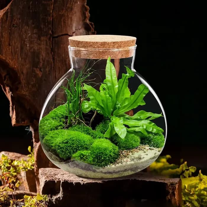 Terrarium en verre avec couvercle en liège