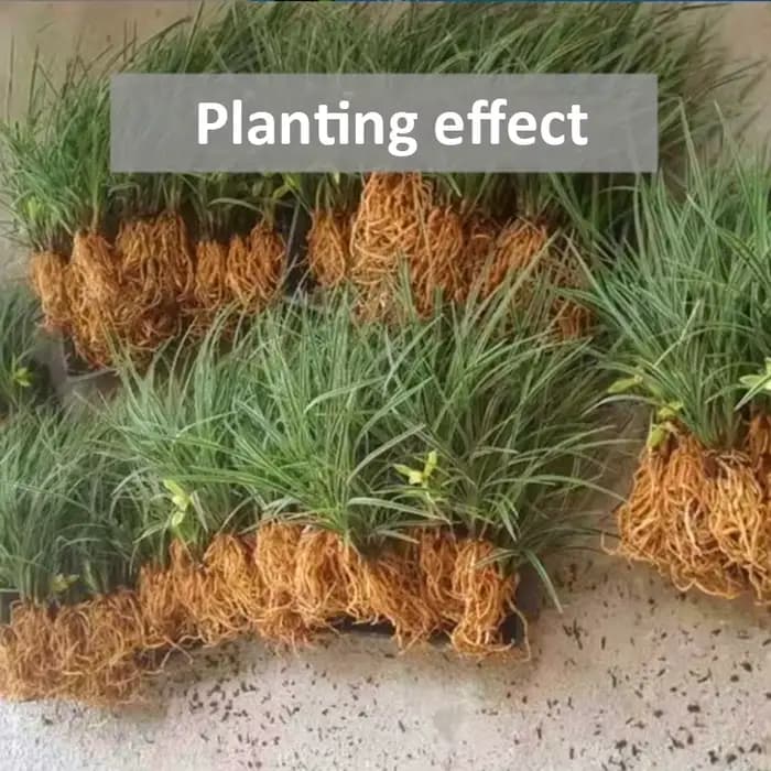 Navigateur de plantation de support d'orchidée à dégagement lent