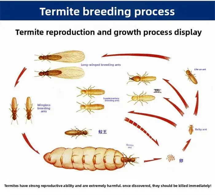 Poudre anti-termites pour la prévention domestique, agent de lutte contre les insectes, décoration de jardin, désinfection, stérilisation, fourmis blanches