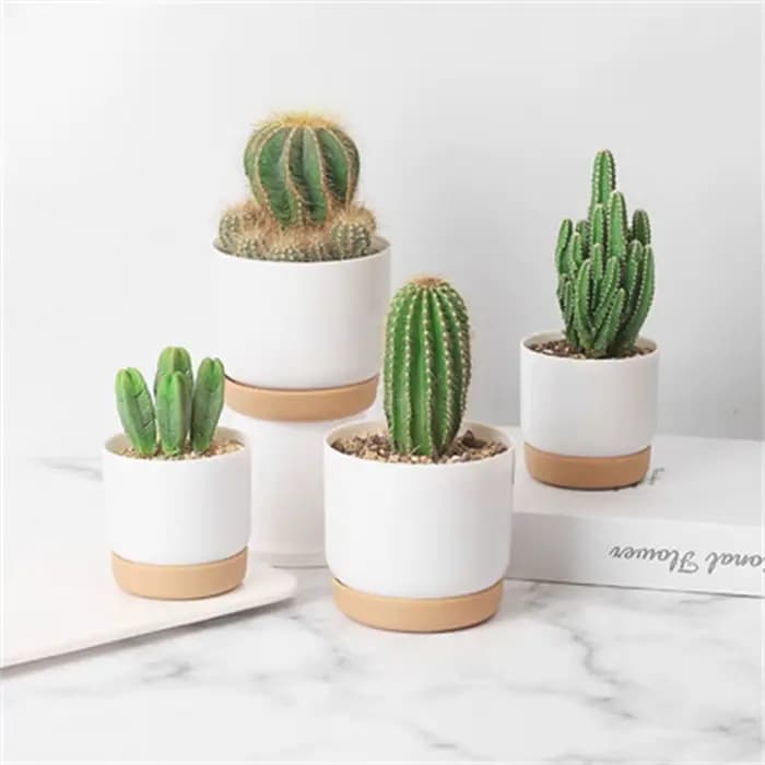 Pot de fleurs rond pour plantes succulentes et cactus